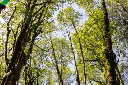 A view looking up into the forest canopy on a sunny day