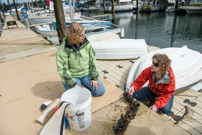 Two people sit on a dock with a line of oysters and a bucket
