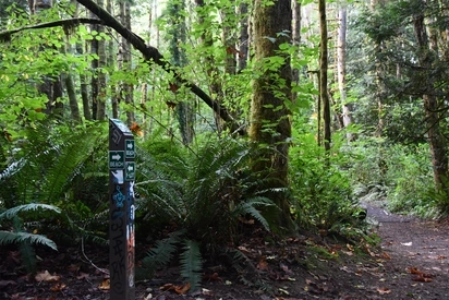 Trail Sign in the Evergreen Woods