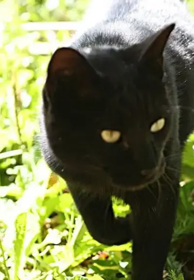butch the farm cat, a black cat walking through grass toward the camera