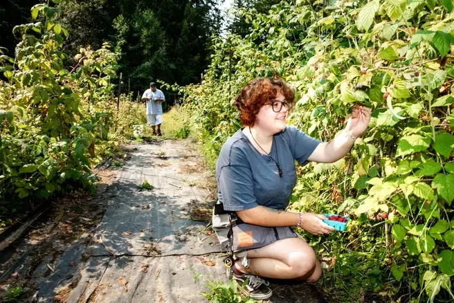 a student kneeling in the fields picking berries