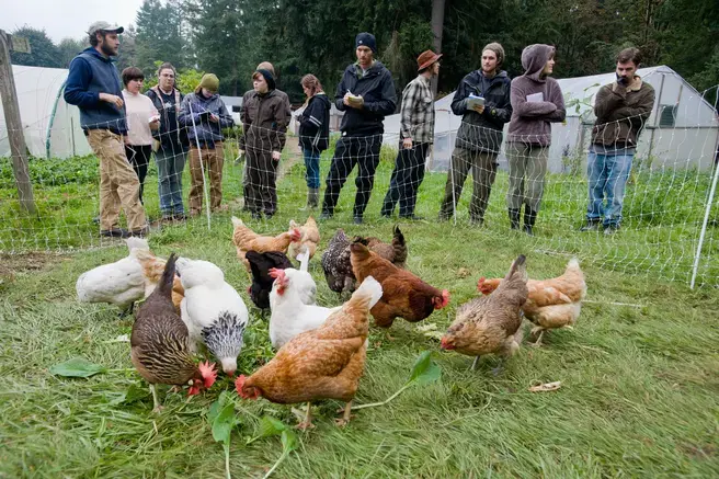 a group of chickens eating on the grass, students standing in the background watching