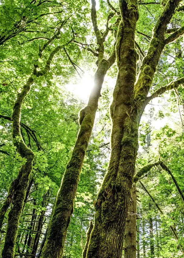 The sun shines through the branches of tree tops in the Evergreen woods