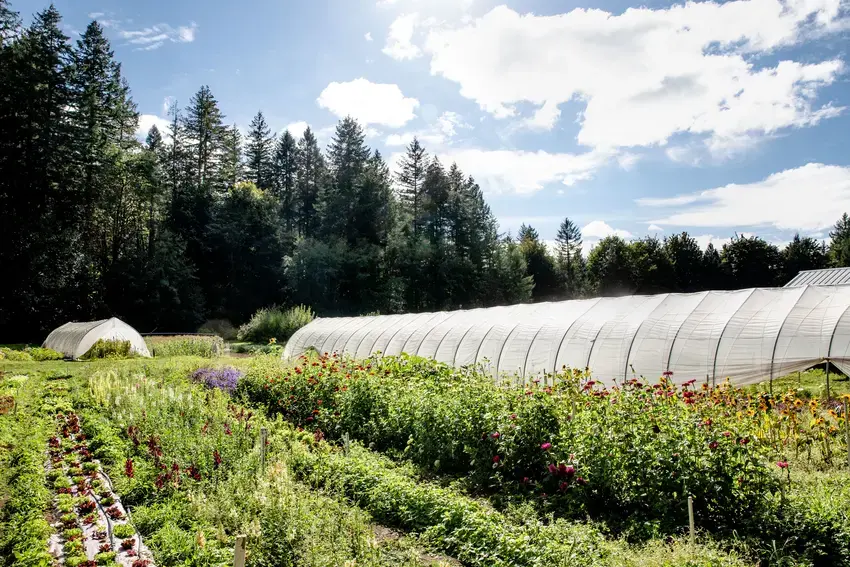 a photo of the organic farm, looking out at rows of crops and flowers with a partly sunny sky overhead