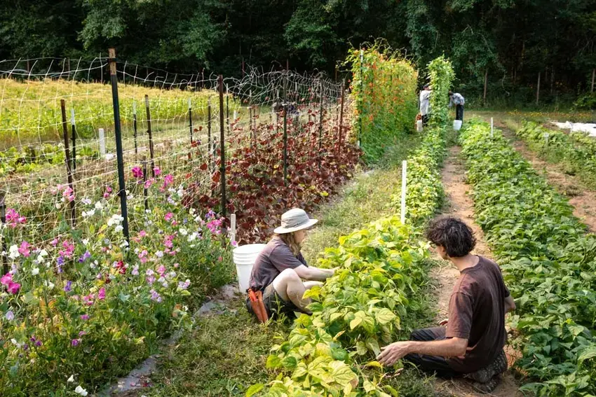 two students picking produce at the farm