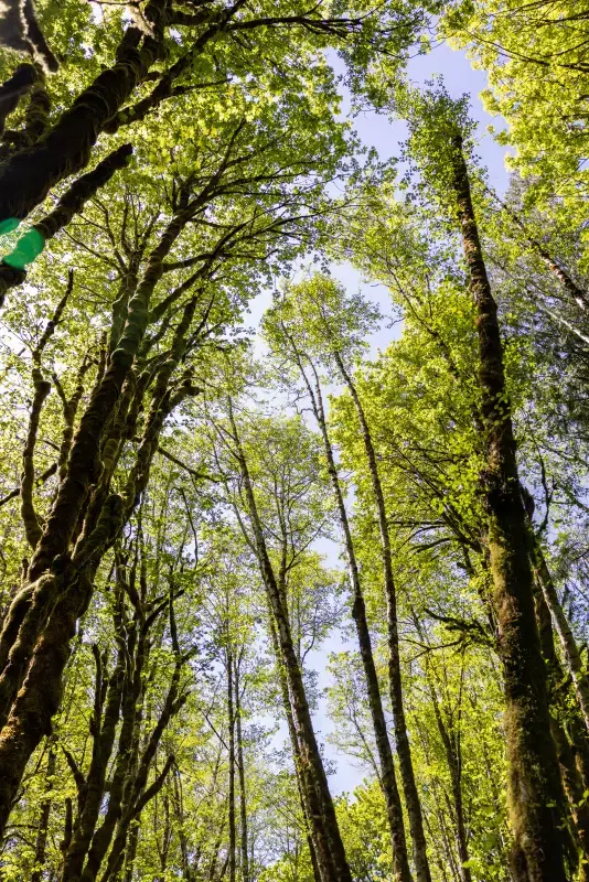 A view looking up into the forest canopy on a sunny day