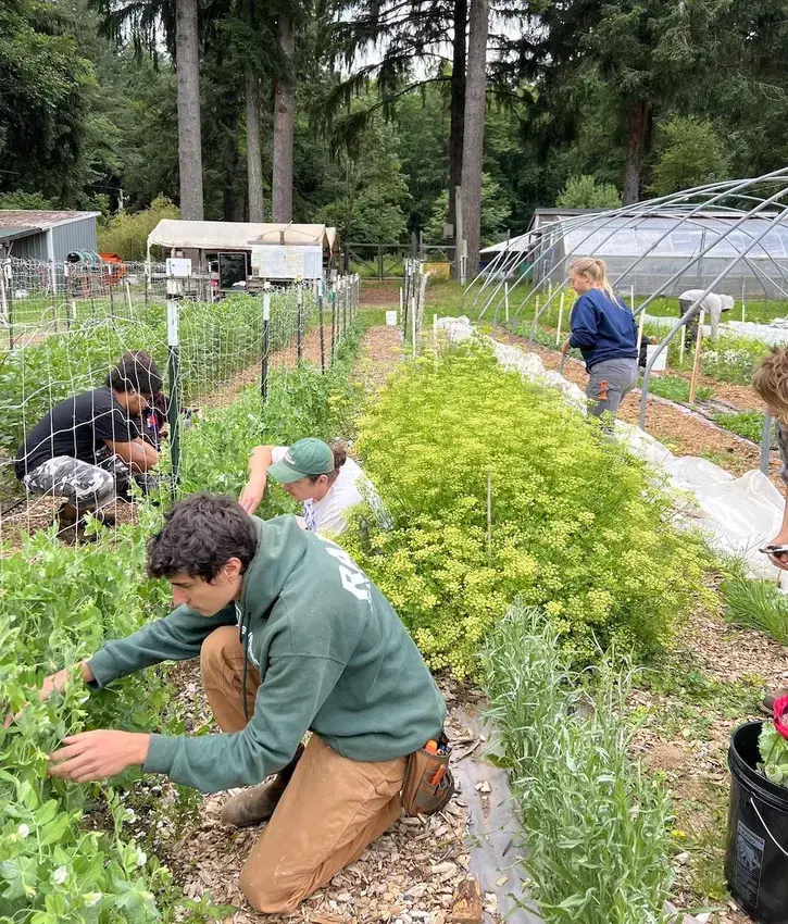 students harvesting peas on the farm