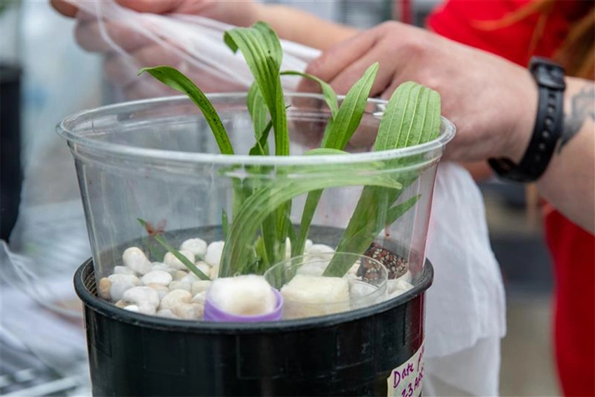 Potting plants with the Sustainability in Prisons Project